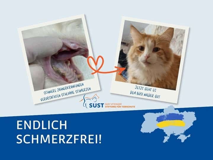 Maul mit schwerer Zahnerkrankung und Bild von Strassenbüsi nach Genesung.