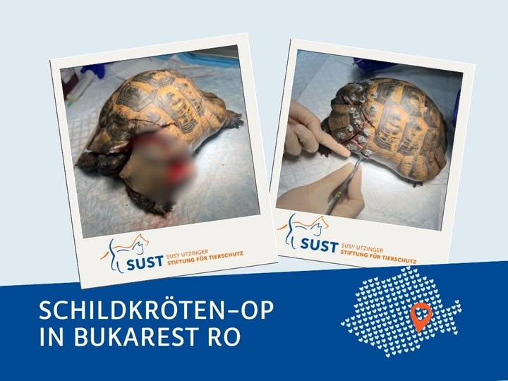 Landschildkröte vor und nach der Operation.