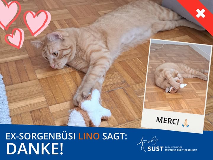 Lino gesund und glücklich in seinem neuen Zuhause.