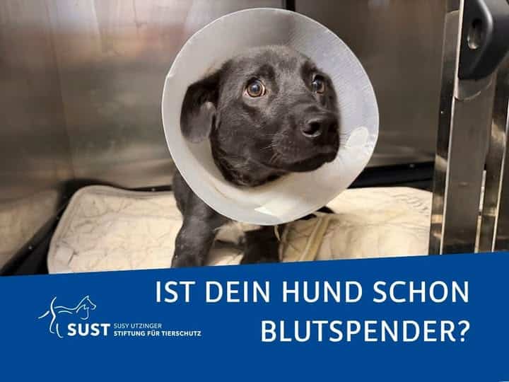 Kleiner schwarzer Hund in Pflegebox.