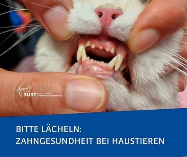 Katzenmaul