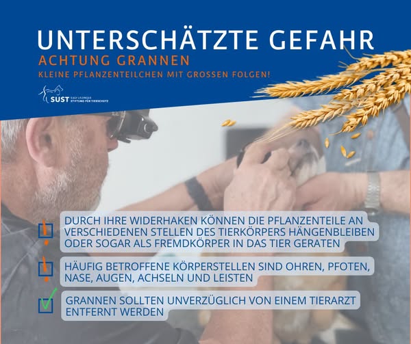 Infopic: Gefahr Grannen