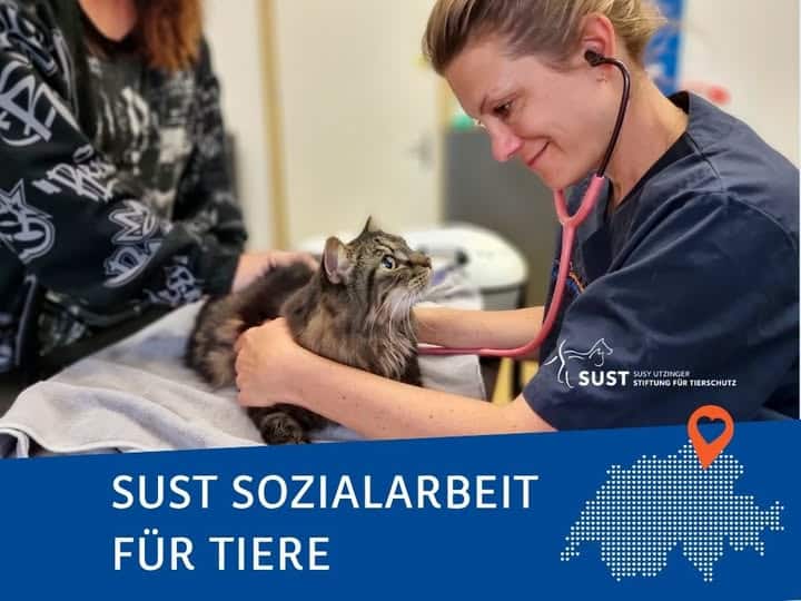 Eine Katze wird tierärztlich untersucht.