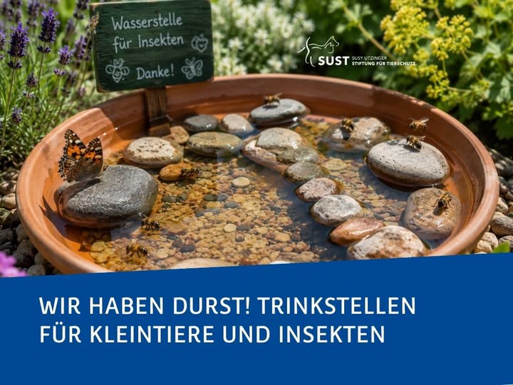 Trinkstelle für Kleintiere und Insekten.