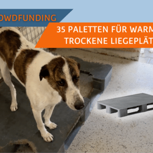 Isolierte Liegeplätze fürs SUST-Tierheim Galati, Rumänien