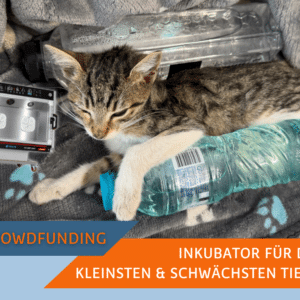 Inkubator für Intensivbehandlungen im SUST Orphan Animal Hospital (OAH) Galati, Rumänien