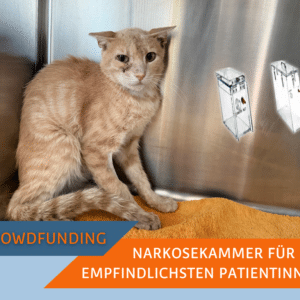 Anästhesiebox zur Narkoseeinleitung für das SUST Orphan Animal Hospital (OAH) Hurghada, Ägypten