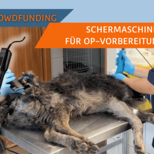 Schermaschinen für das SUST Orphan Animal Hospital (OAH) Galati, Rumänien