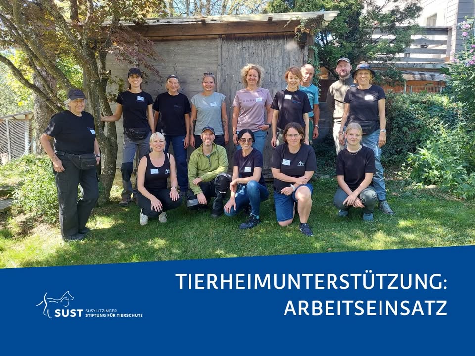 Bild zum Beitrag «Ärmel hoch für die Tierheime der Schweiz»