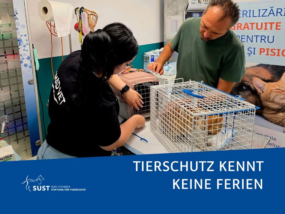 Bild zum Beitrag «Keine Sommerpause für den Tierschutz»