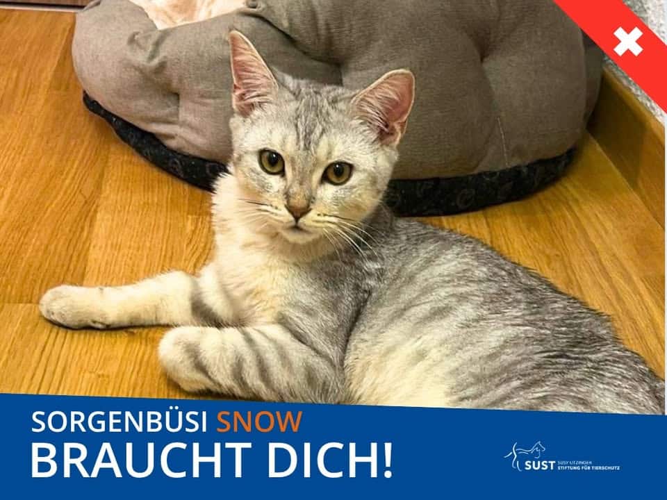 Bild zum Beitrag «Snow kann operiert werden – jetzt zählt jede Spende!»