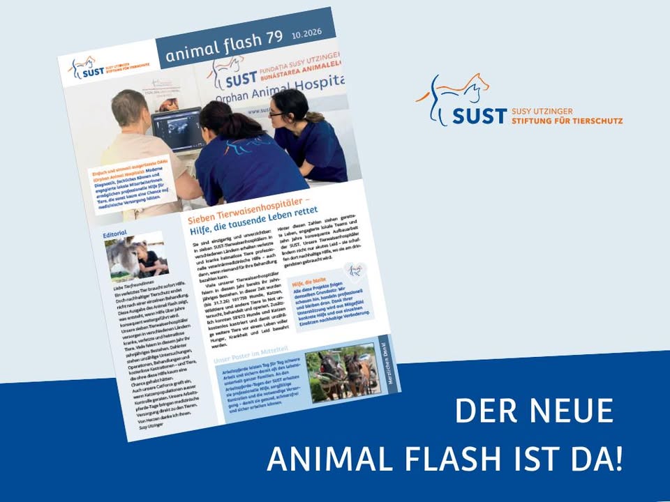 Bild zum Beitrag «Druckfrisch: der neue «animal flash»!»
