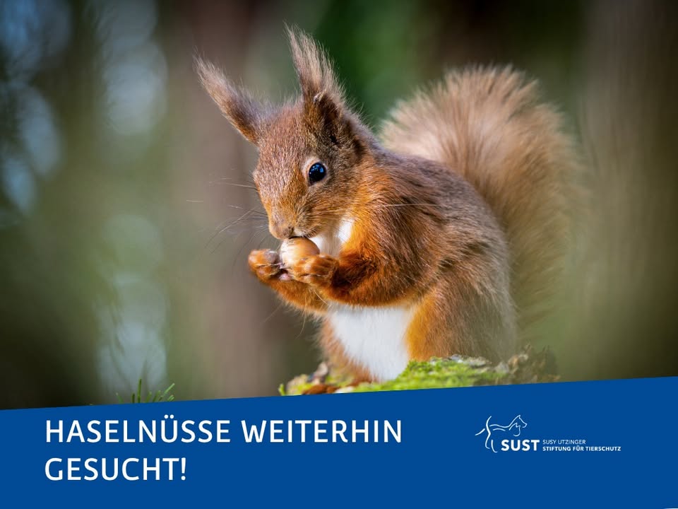 Bild zum Beitrag «Ab die Post mit den Nüssen!»