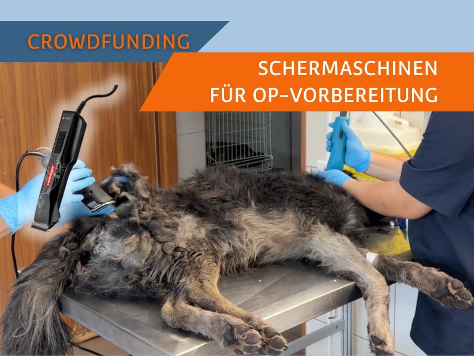Bild zum Beitrag «Ein kleiner Schnitt, eine grosse Sicherheit»