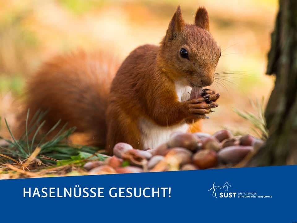 Bild zum Beitrag «Kleine Pfoten, harte Nuss»