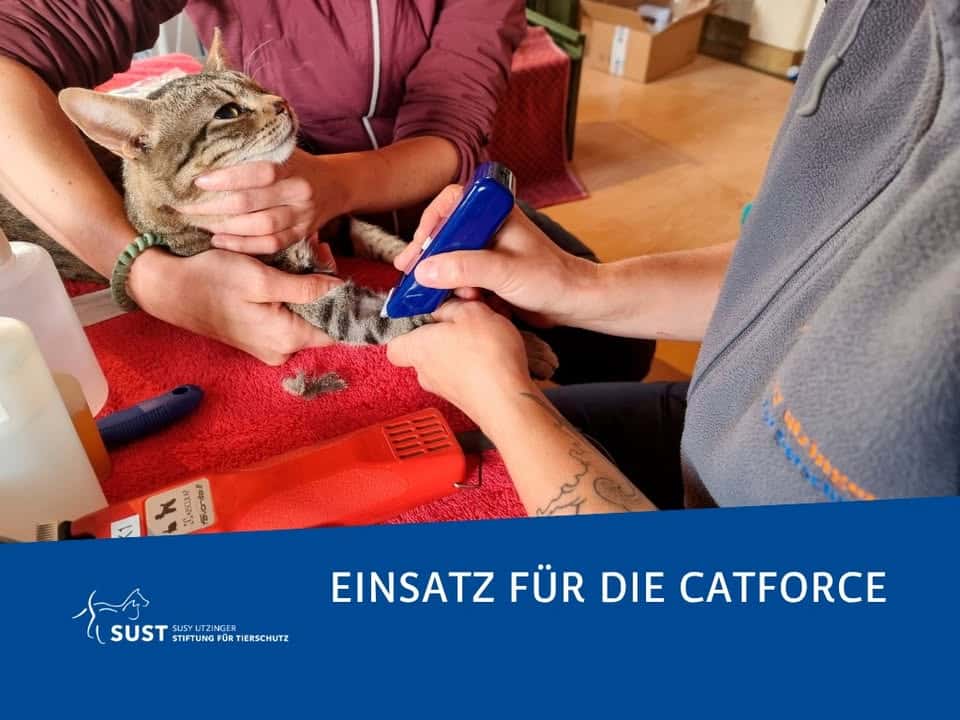 Bild zum Beitrag «Ausser Kontrolle: Einsatz für die CatForce»